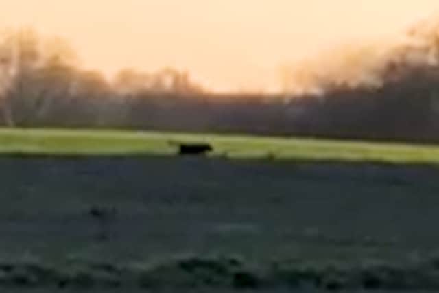 A 'big cat' sighting in Cheshire