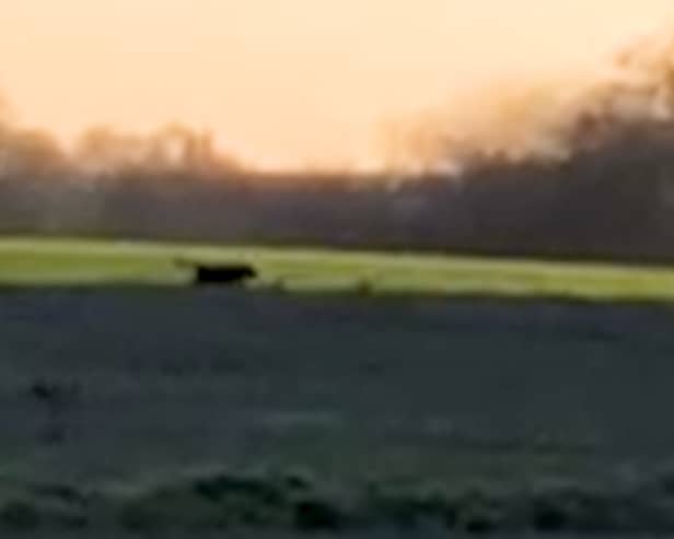 A 'big cat' sighting in Cheshire
