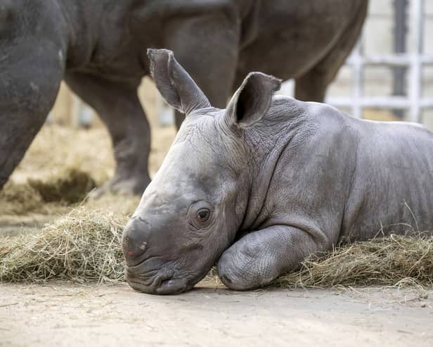 Baby southern white rhino Malaika with 15-year-old mum, Keyah, at West Midlands Safari Park