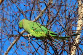 Parakeets spotted in Elmdon Park in Solihull by Julie Barnsley