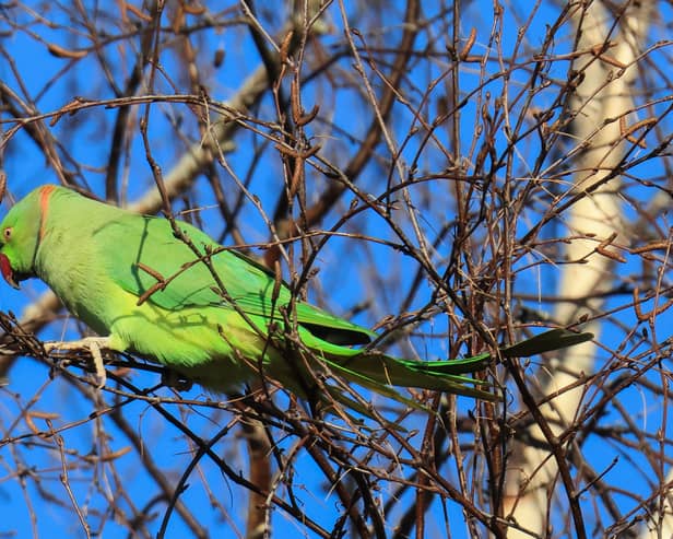 Parakeets spotted in Elmdon Park in Solihull by Julie Barnsley