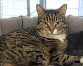 Ripple was rescued by Cat Protection Birmingham Adoption Centre after being thrown from a car