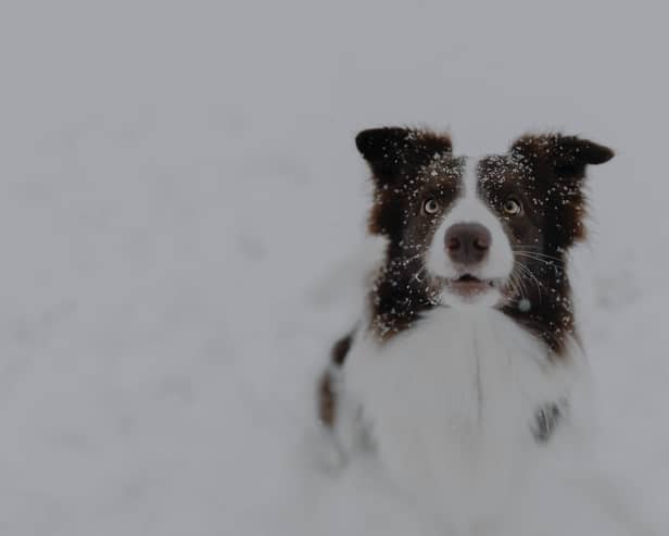 How to keep your dog safe during walks in the snow.