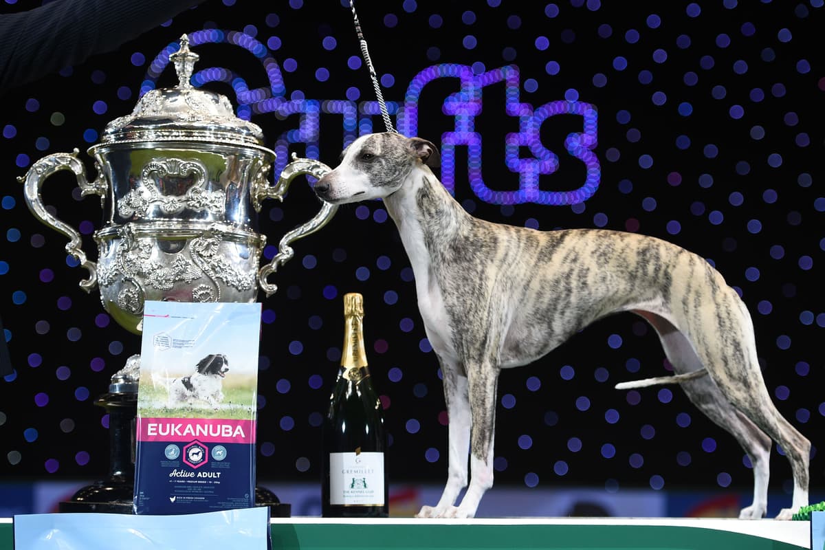 Crufts 2024 in Birmingham How to watch Crufts 2024 on television