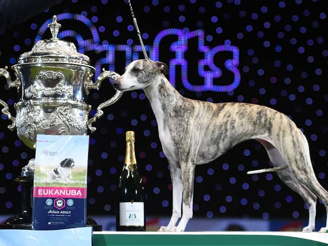 "Collooney Tartan Tease" (Tease), the Whippet, poses next to the trophy as winner of the Best in Show competition on the final day of the Crufts dog show at the National Exhibition Centre in Birmingham, central England, on March 11, 2018.
