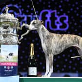"Collooney Tartan Tease" (Tease), the Whippet, poses next to the trophy as winner of the Best in Show competition on the final day of the Crufts dog show at the National Exhibition Centre in Birmingham, central England, on March 11, 2018.