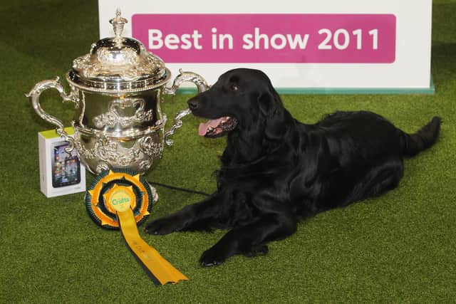 Jet,  celebrates winning 'Best in Show' at the 2011 Crufts dog show at the National Exhibition Centre on March 13, 2011 in Birmingham, England.  (Photo by Oli Scarff/Getty Images)