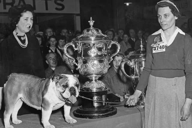 Noways Chuckle, a bulldog, wins the Keddell Memorial Cup for Best In Show at the Crufts international championship, Olympia, London, UK, 11th February 1952. Also pictured are the Countess of Northesk (left), wife of the Vice-Chairman of Crufts, and the dog's owner, Mrs M. Barnard. (Photo by E. Round/Fox Photos/Getty Images)