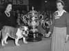 Crufts: A look back on the young and the old, Best in Show winners