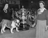 Ch Noways Chuckle, a bulldog, wins the Keddell Memorial Cup for Best In Show at the Crufts international championship, Olympia, London, UK, 11th February 1952. Also pictured are the Countess of Northesk (left), wife of the Vice-Chairman of Crufts, and the dog's owner, Mrs M. Barnard. (Photo by E. Round/Fox Photos/Getty Images)
