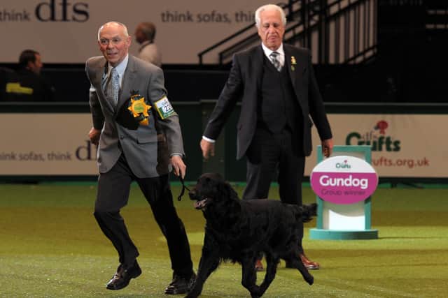 Jet, and Jim Irvine (L) from Edinburgh, Scotland is awarded 'Best in Show' after earlier winning the Best Gundog category at the annual Crufts dog show at the National Exhibition Centre in Birmingham, central England, on March 13, 2011. (Photo credit PAUL ELLIS/AFP via Getty Images)