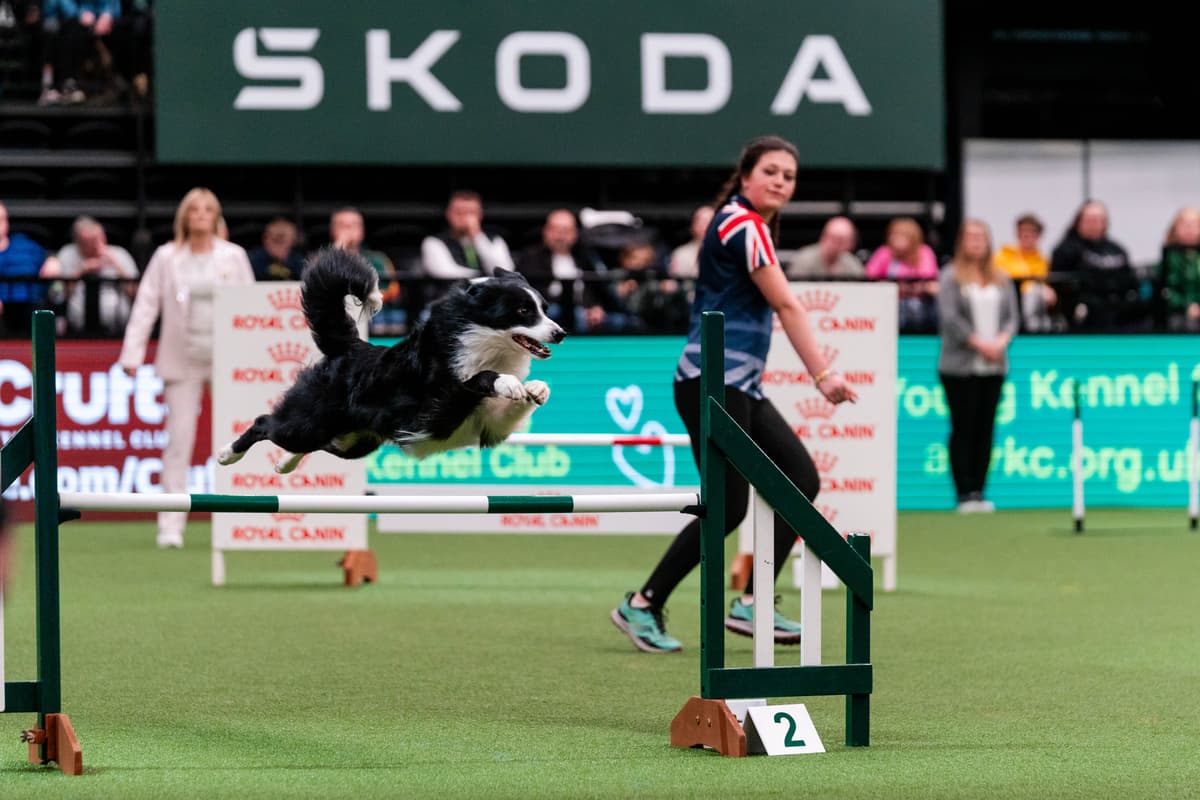 Working, Pastoral & Gundog group winners announced at Crufts 2024