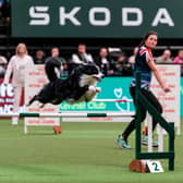 Yvie Thompson with Awsum, Young Kennel `Club Agility Dog of the Year, Age Group 15-17, today (Saturday 09.03.24), the third day of Crufts 202
