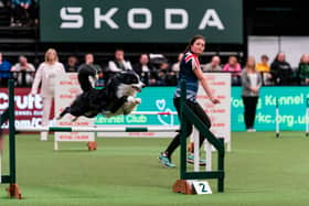 Yvie Thompson with Awsum, Young Kennel `Club Agility Dog of the Year, Age Group 15-17, today (Saturday 09.03.24), the third day of Crufts 202