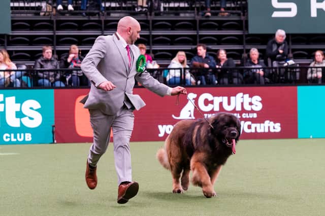 Lee Studholme from Great Yarmouth with Neville a Leonberger, which was the Best in Group winner, in action