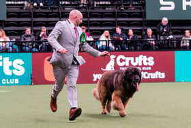 Lee Studholme from Great Yarmouth with Neville a Leonberger, which was the Best in Group winner, in action