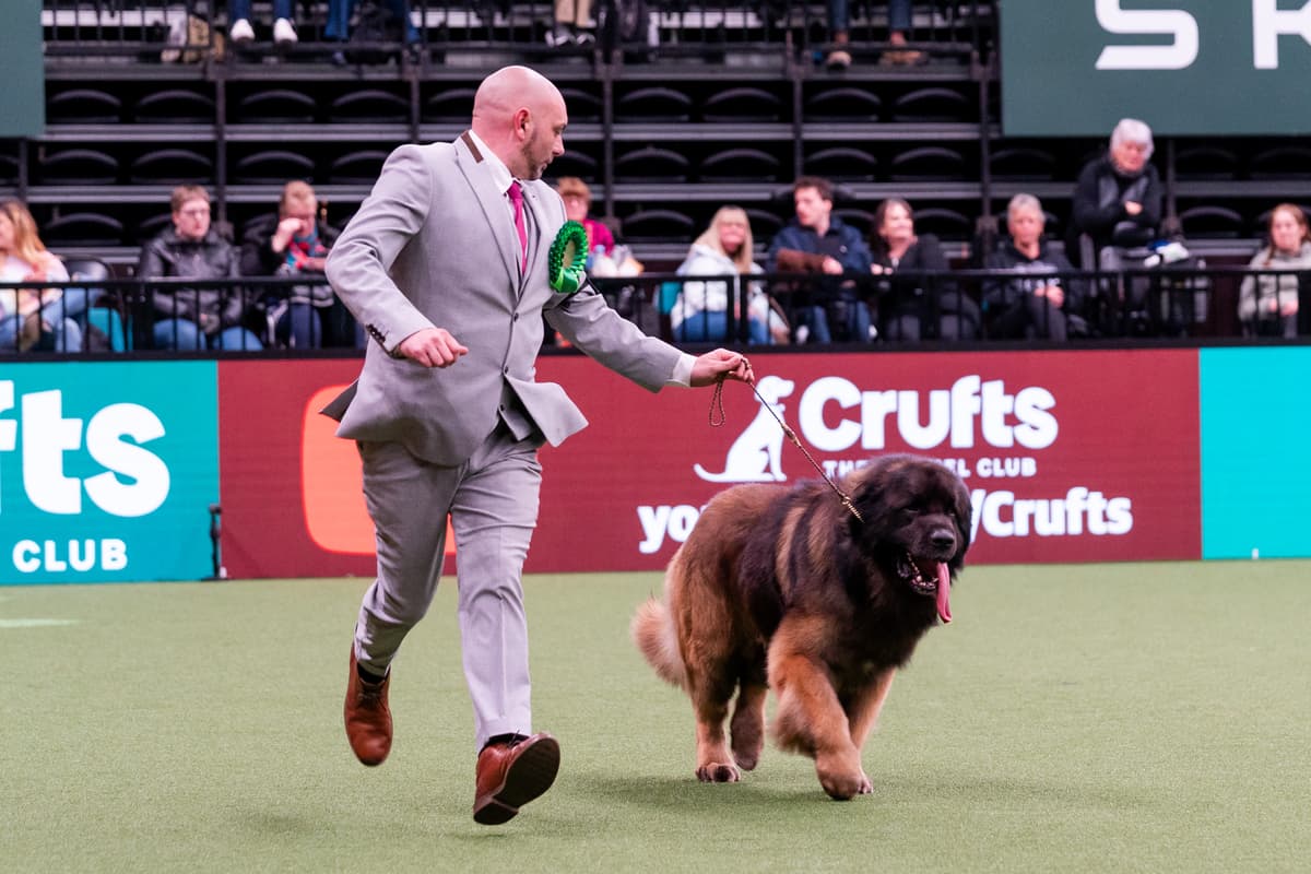 Cruffys Best in Show finalists announced at Crufts 2024 & 13 fantastic photos ...