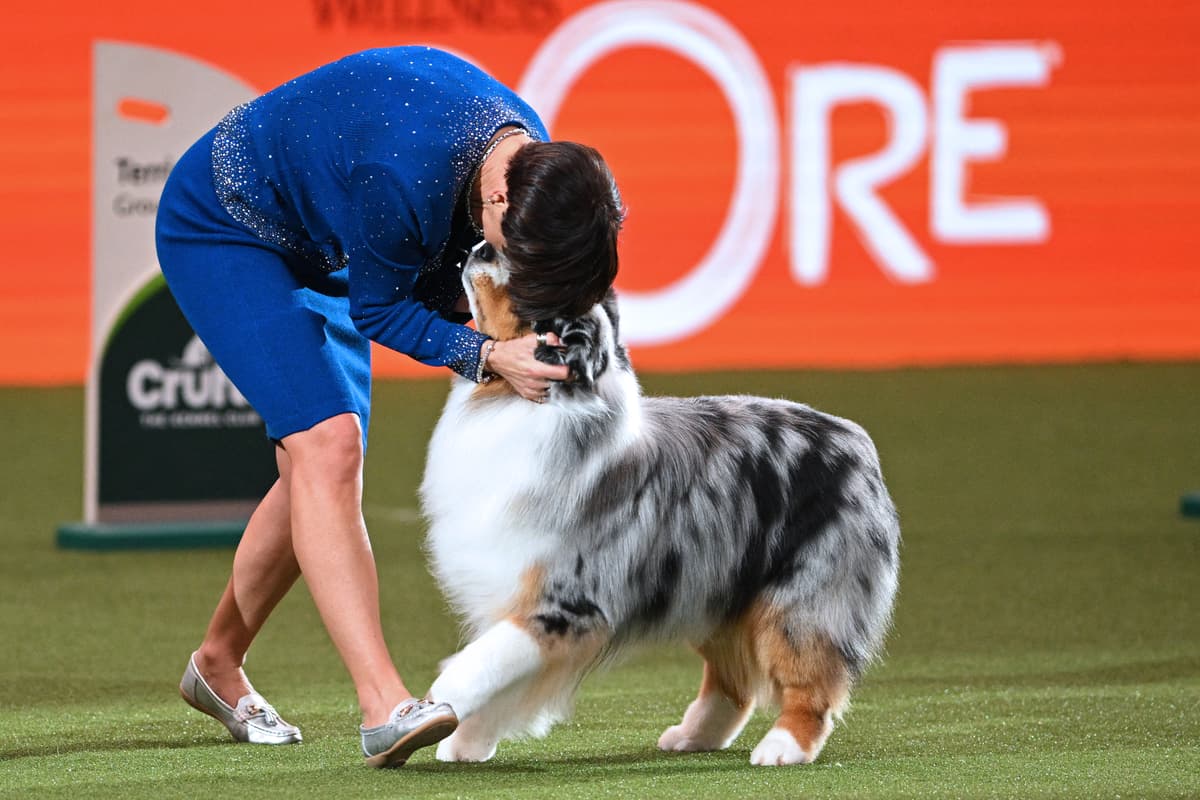 Best in Show winner announced at Crufts 2024 18 brilliant photos
