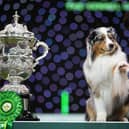 Melanie Raymond from Solihull, with Viking,  an Australian Shepherd, who won the coveted title of Best in Show today (Sunday 10.03.24), the fourth and final day 