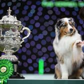 Melanie Raymond from Solihull, with Viking,  an Australian Shepherd, who won the coveted title of Best in Show today (Sunday 10.03.24), the fourth and final day 