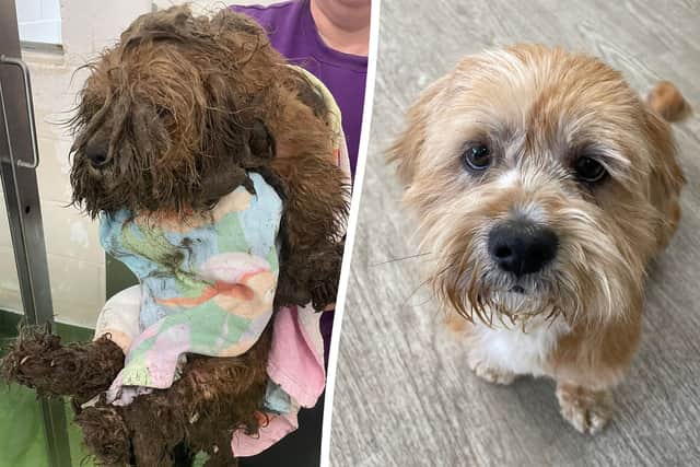 Before and after photos of Oliver, the dumped pooch who changed colour after being rescued by Birmingham Dogs Home