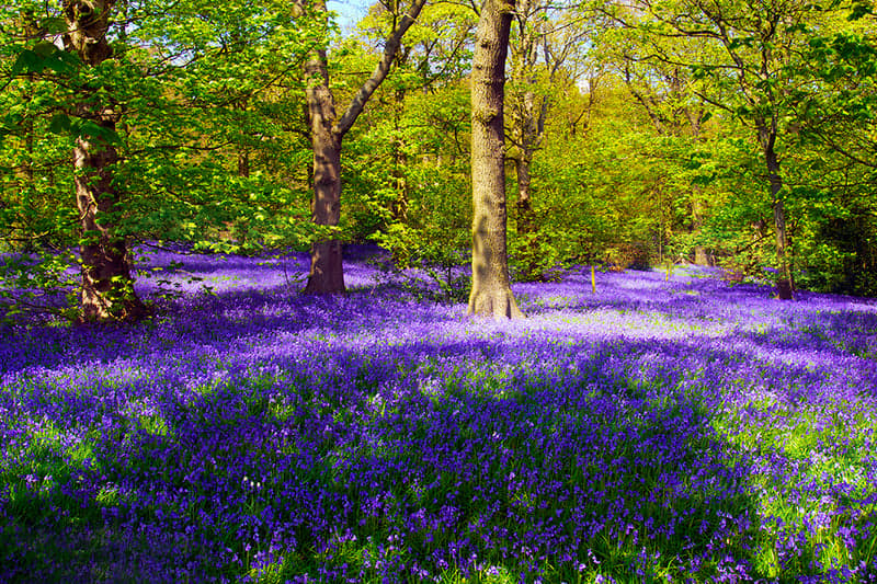 Uk Midlands Spring 16 majestic beauty spots in West Midlands to see bluebells during ...