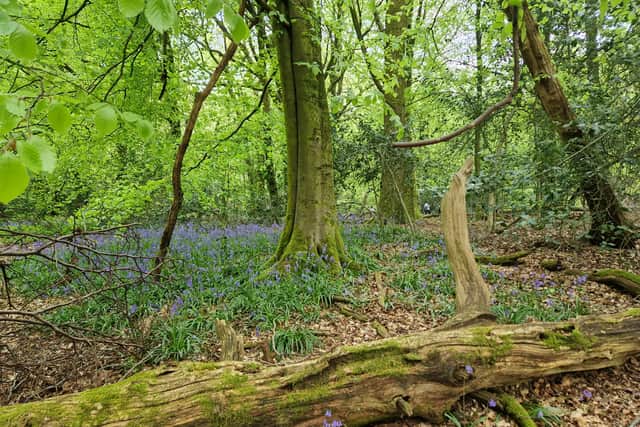 A day among the Bluebells at Lickey Hills Country Park