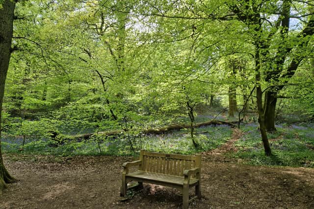 A perfect find in the woodlands - a serene bench surrounded by bluebells