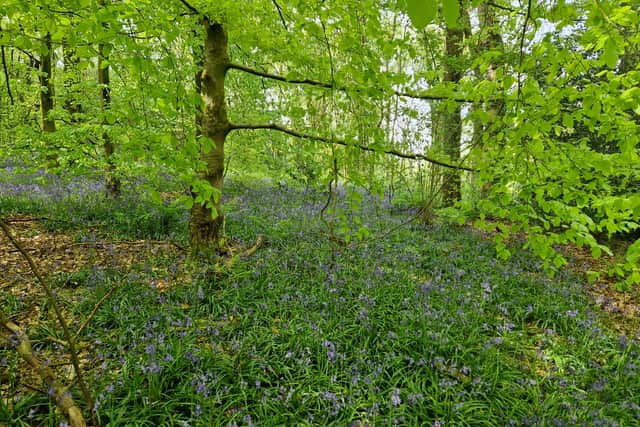 A cluster of Bluebells found in Lickey Hills Country Park