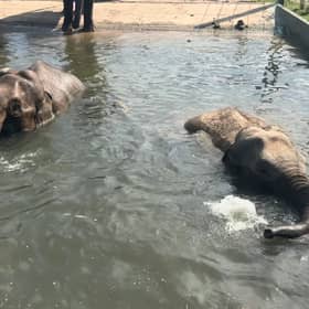 Blackpool Zoo has released adorable pictures of pregnant elephants Noorjahan and Esha at an aqua-natal class.