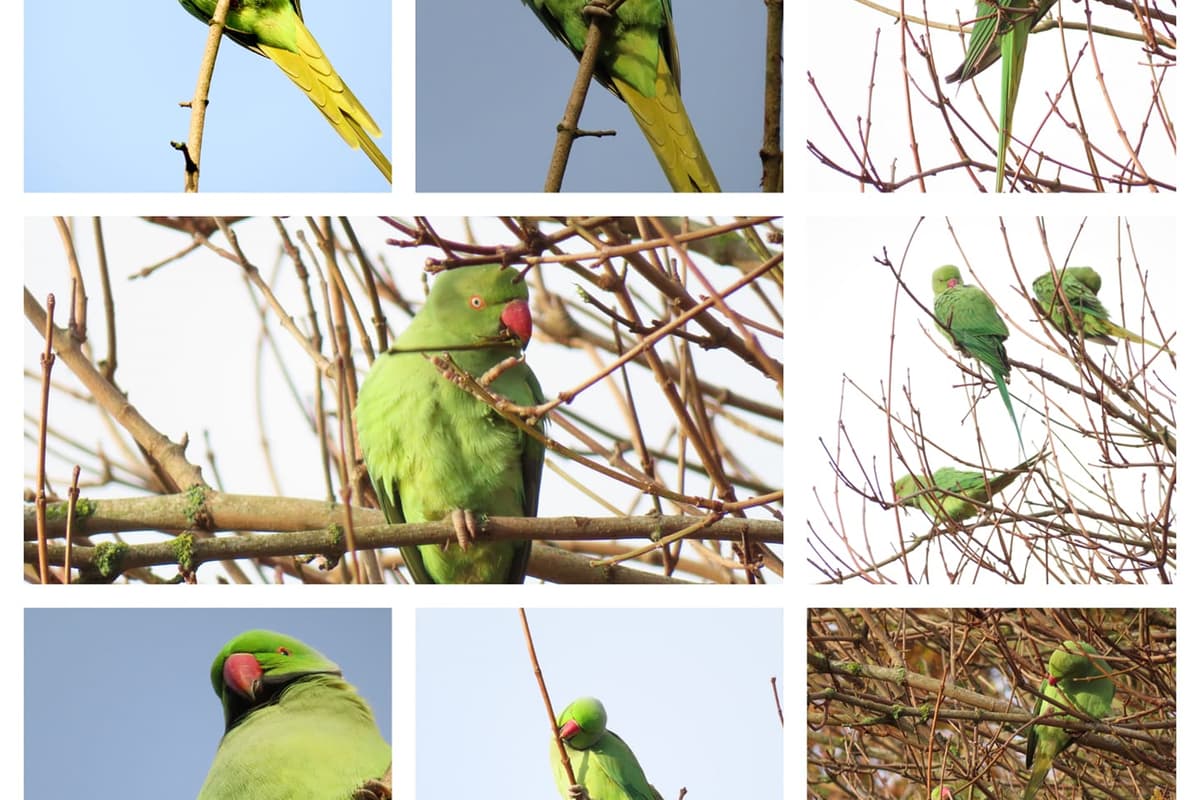 9 Parakeets Photos show invasive parakeet flocks take over Birmingham - where to ...