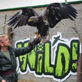 Director Zachary Hollinshead, with a bald eagle, at Wild Zoological Park, Halfpenny Green