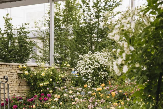 David Austin Roses is at the Chelsea Flower Show