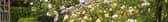 David Austin Roses is at the Chelsea Flower Show