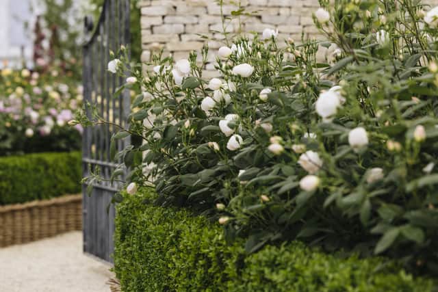 David Austin Roses is at the Chelsea Flower Show