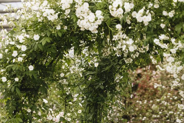 David Austin Roses is at the Chelsea Flower Show