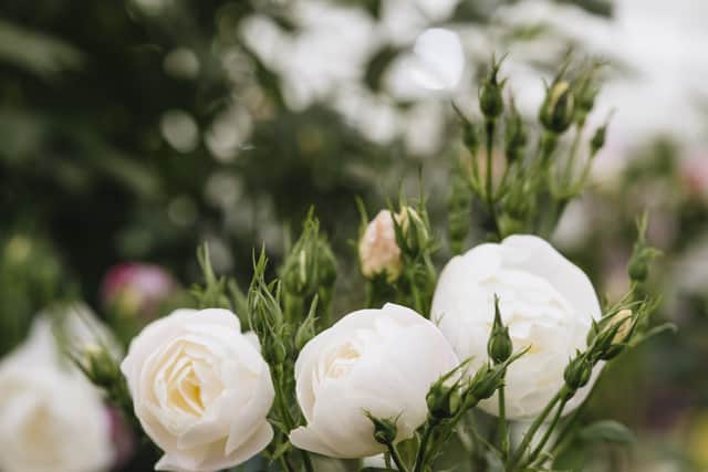 David Austin Roses is at the Chelsea Flower Show