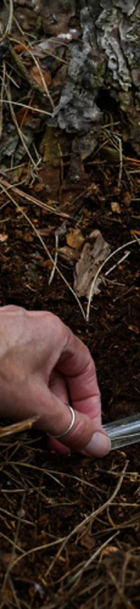 The Southern red wood ant has been reintroduced at the Dudmaston Estate.
