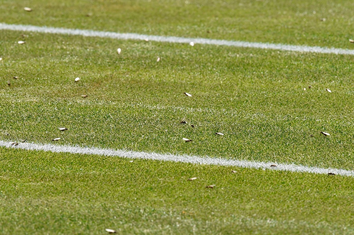 Flying Ant Swarms Spotted Across West Midlands During Heatwave