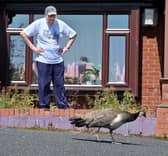 Bicton, Shropshire, and Harvey Andrews would like to find the owner of this peahen. He opened the curtains and there it was, problem is, that was a month ago and it hasn't left since, and its leaving a right mess pooing everywhere, including all over his garden patio table. The RSPCA and a rescue centre haven’t been able to help.