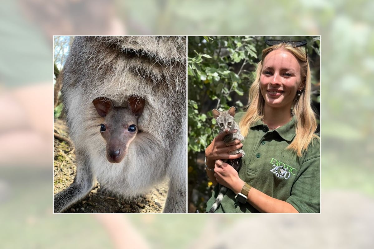 Telford Exotic Zoo Baby Boom Brings Summer Buzz to Visitors