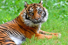 Reporter Mark Andrews has a go at being a zoo keeper for the day at Dudley Zoo.
Daseep the Sumatran tiger.
