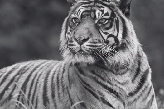 Much-Loved Tiger at Popular West Midlands Attraction Dies
