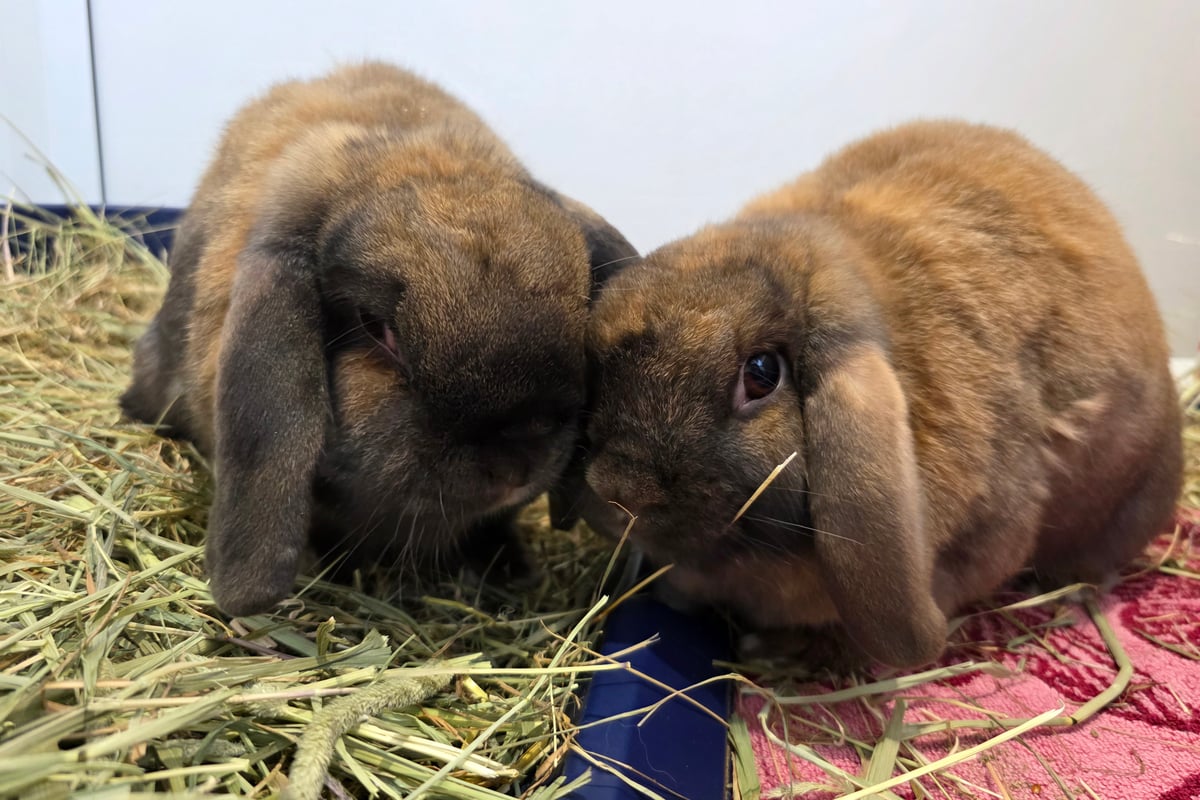 Adorable Buns, Brioche and Bao Search for Forever Homes in West Midlands
