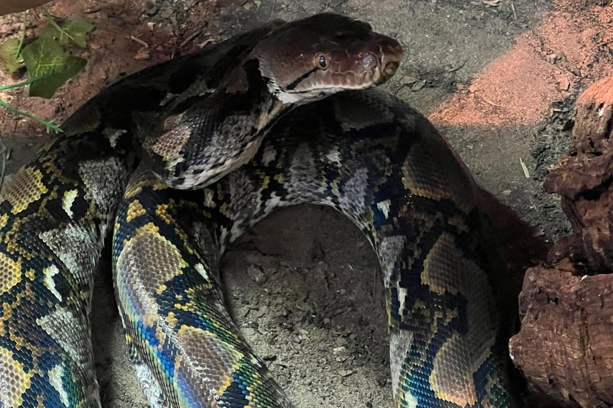 Appeal to find home for Severous snake who spent most of his life at Sedgley rescue centre