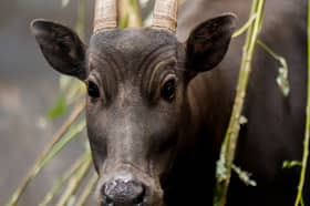 A rare anoa calf just three days after being born at Chester Zoo