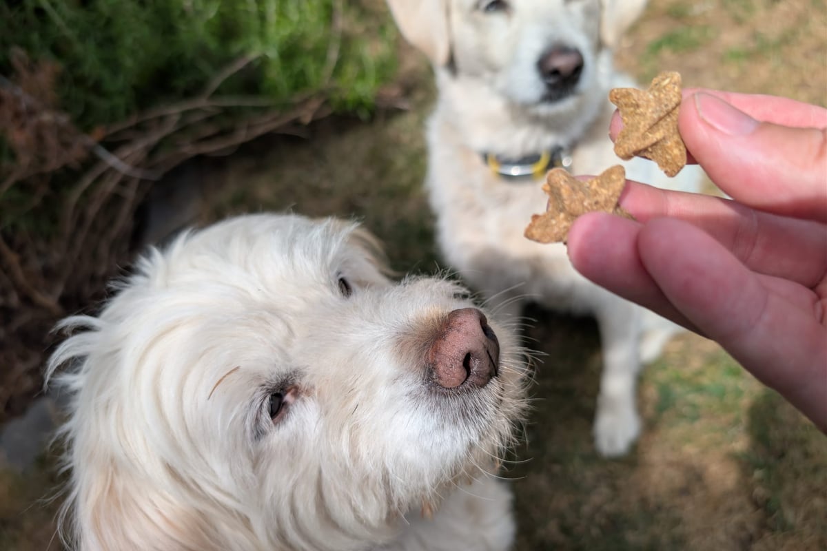 Forthglade Dog Treats Subscription: 20% Off Multipack Deal