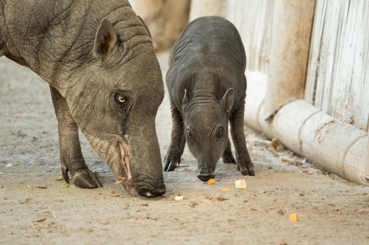 Rare pig deer born at Chester Zoo as swine fever threatens species