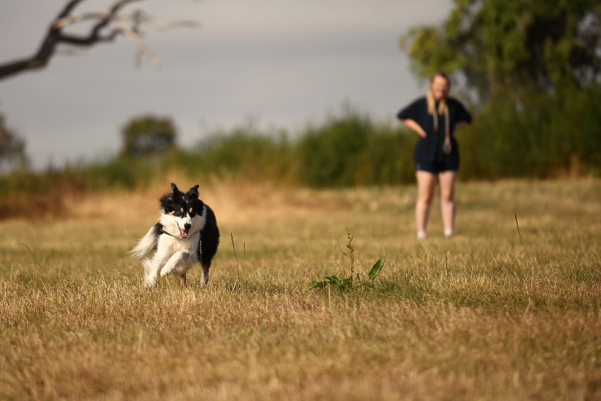 Midlands Rural Retreat: A Dog Owner’s Paradise
