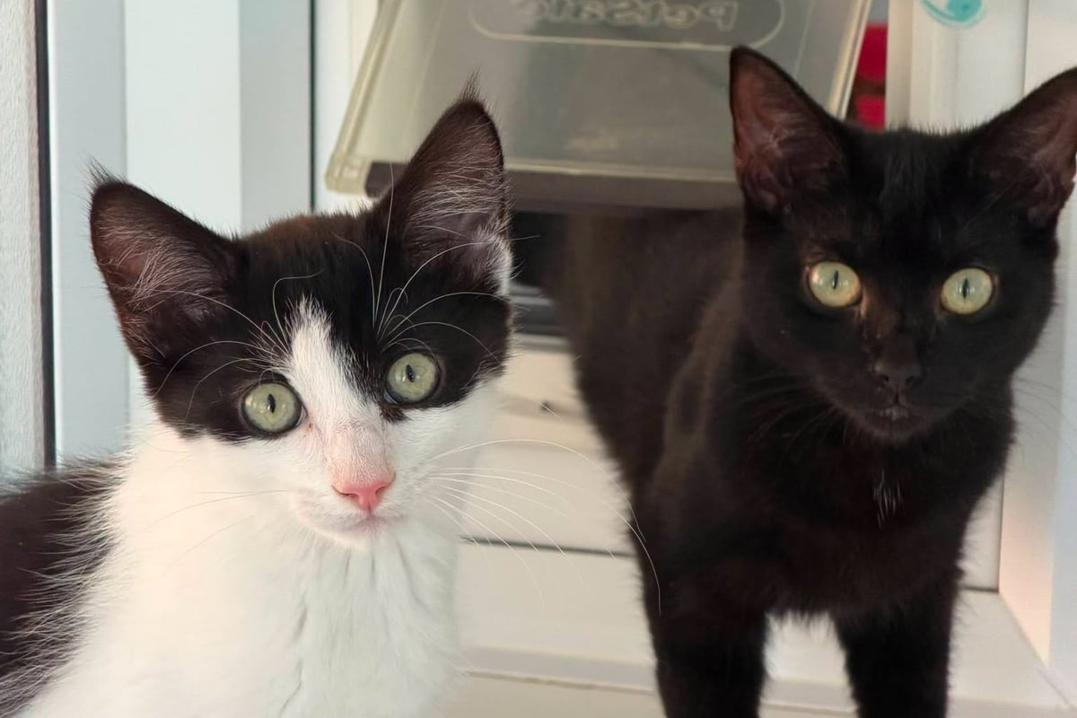 Lord of the Rings Kittens Seek Forever Homes in West Midlands